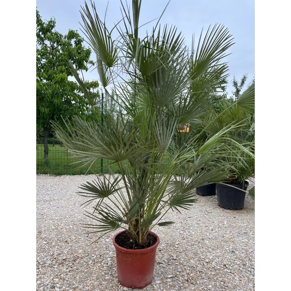 Chamaerops Humilis