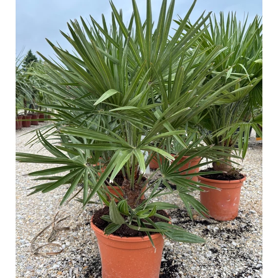 Chamaerops Humilis
