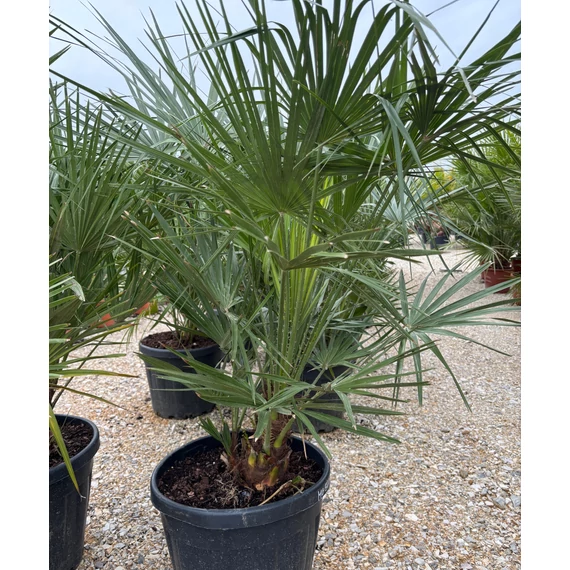 Chamaerops Humilis
