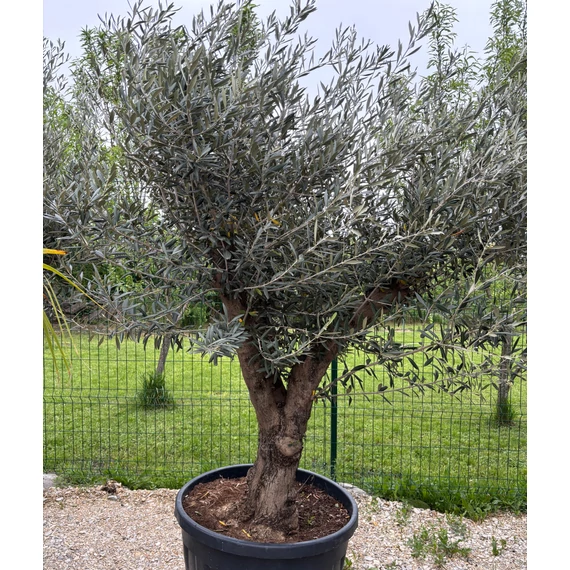 Olea europaea - Olajfa