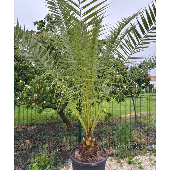 Phoenix Canariensis - Kanári -datolyapálma