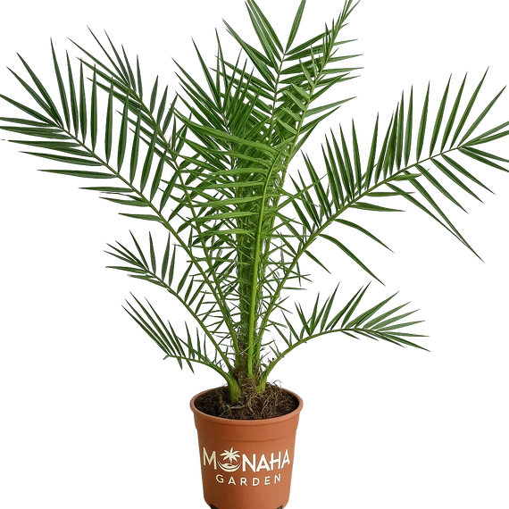 Phoenix Canariensis - Kanári -datolyapálma