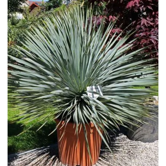 Yucca Rostrata
