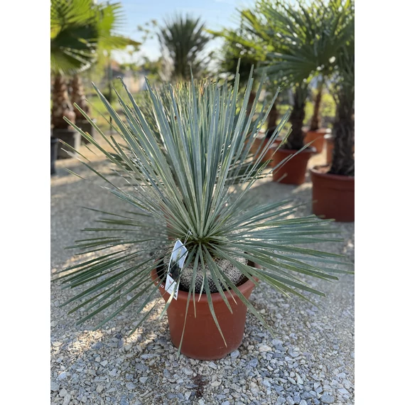 Yucca Rostrata