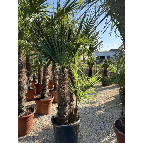Trachycarpus Fortunei - Kínai kenderpálma több törzses