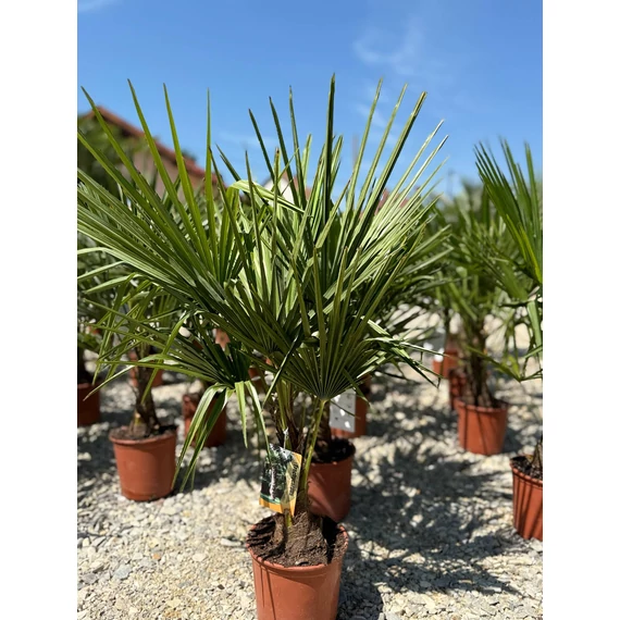 Trachycarpus Fortunei - Kínai kenderpálma