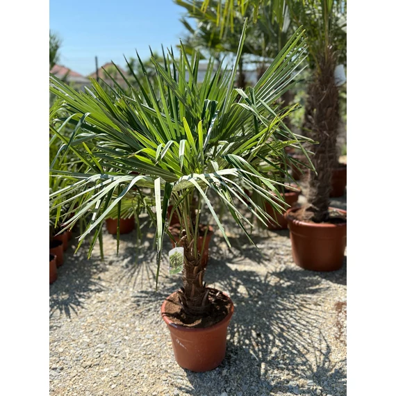 Trachycarpus Fortunei - Kínai kenderpálma