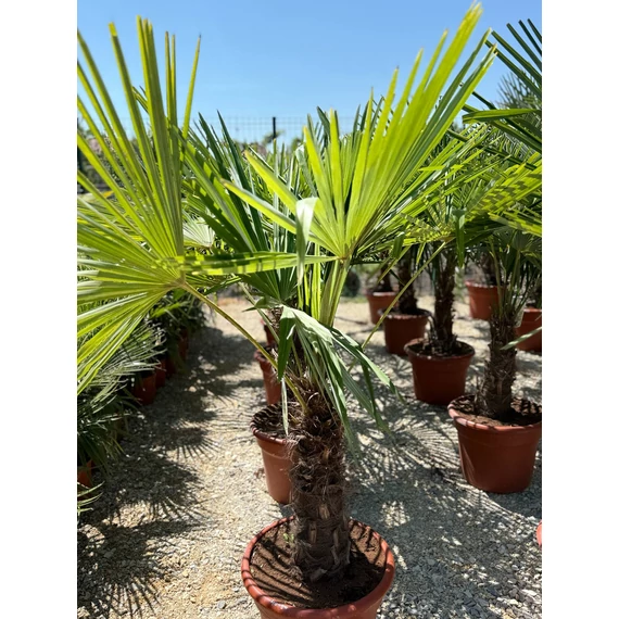 Trachycarpus Fortunei - Kínai kenderpálma