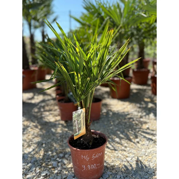 Trachycarpus Fortunei - Kínai kenderpálma