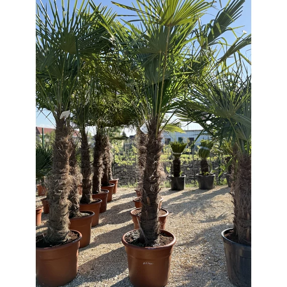 Trachycarpus Fortunei - Kínai kenderpálma