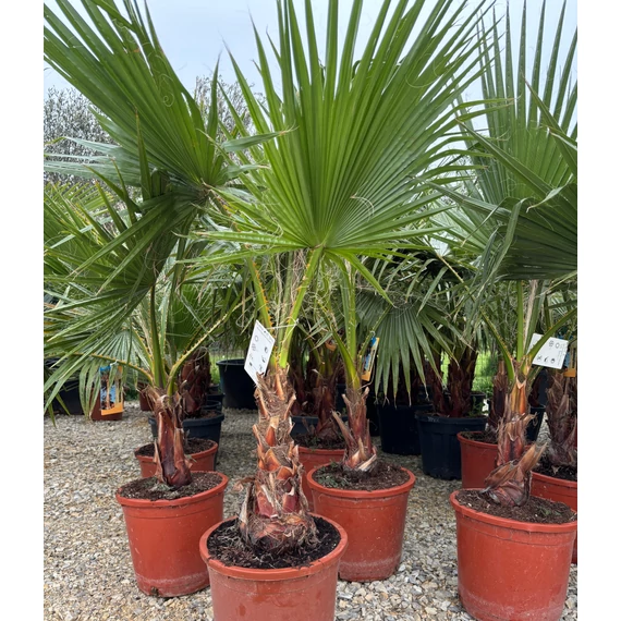 Washingtonia Robusta