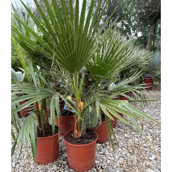 Washingtonia Robusta