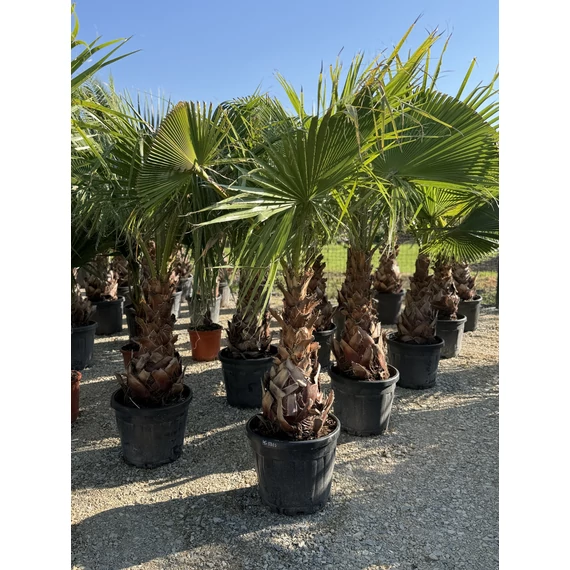 Washingtonia Robusta