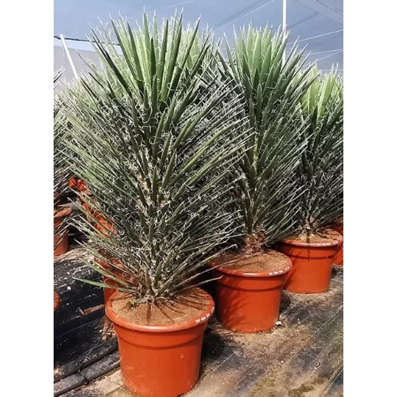 Yucca Filifera Australis