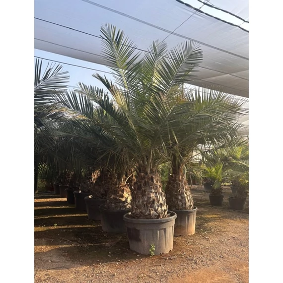 Jubaea chilensis