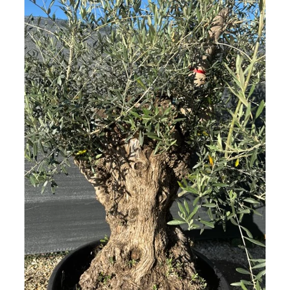 Olea europaea Bonsai - Olajfa