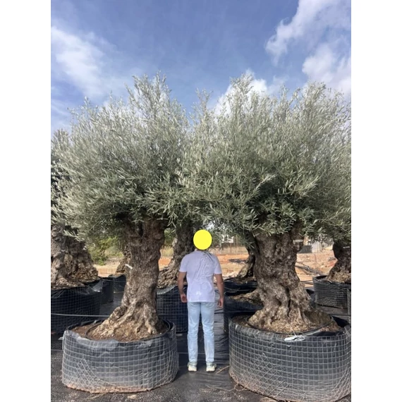 Olea europaea - Olajfa