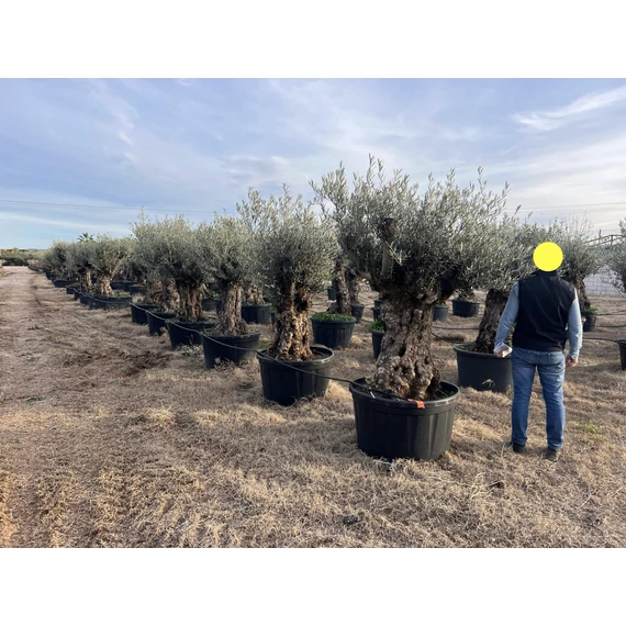 Olea europaea - Olajfa