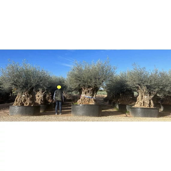 Olea europaea - Olajfa