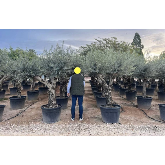 Olea europaea - Olajfa