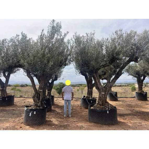 Olea europaea - Olajfa