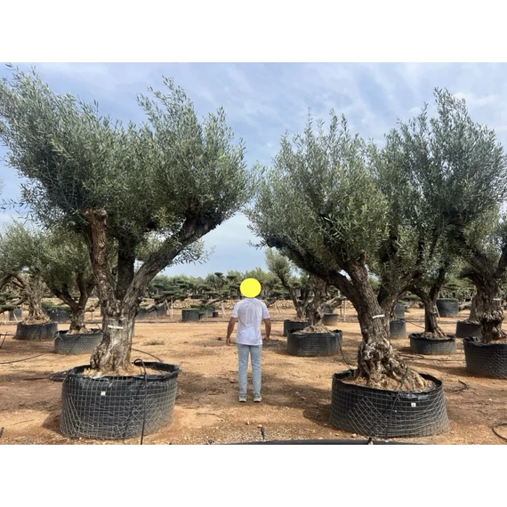 Olea europaea - Olajfa