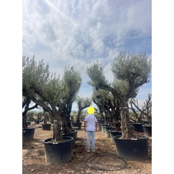 Olea europaea - Olajfa