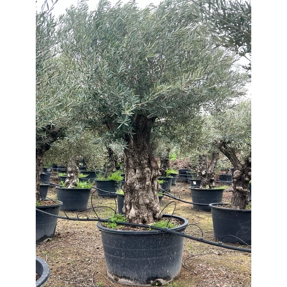 Olea europaea - Olajfa