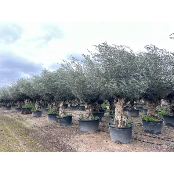 Olea europaea - Olajfa