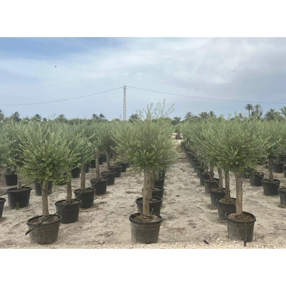 Olea europaea - Olajfa