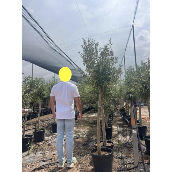 Olea europaea - Olajfa
