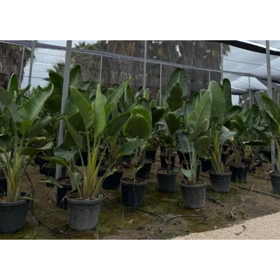 Strelitzia augusta