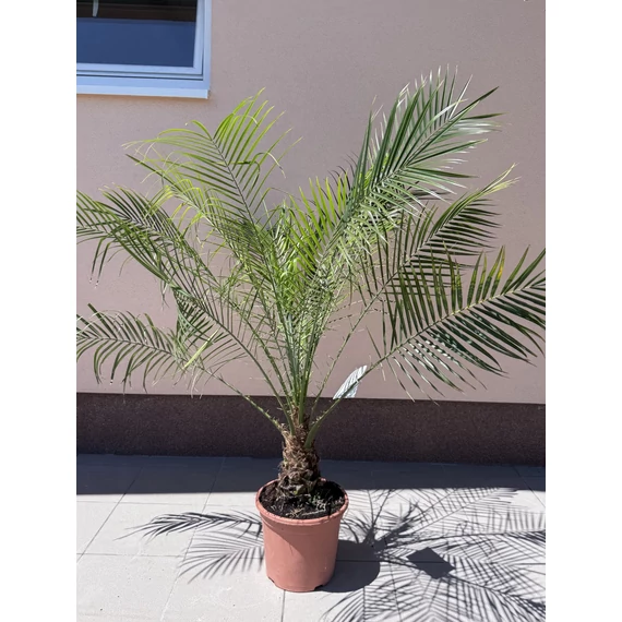 Phoenix Roebelenii - Törpe Datolyapálma
