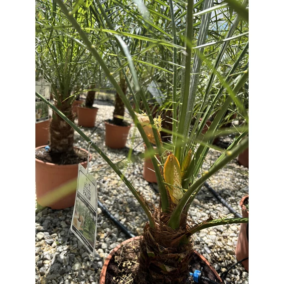 Phoenix Roebelenii - Törpe Datolyapálma