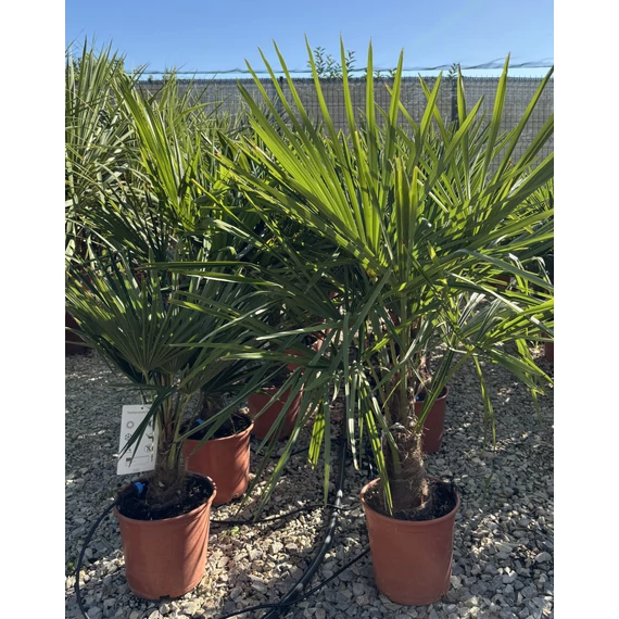 Trachycarpus Fortunei - Kínai kenderpálma (80-100 cm növénymagasság)