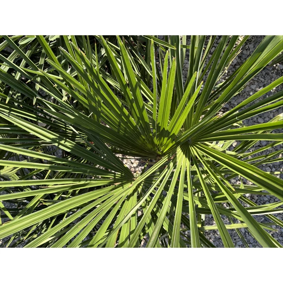Trachycarpus Fortunei - Kínai kenderpálma (80-100 cm növénymagasság)