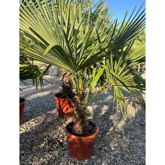 Trachycarpus Fortunei - Kínai kenderpálma (40-60 cm törzsmagasság)