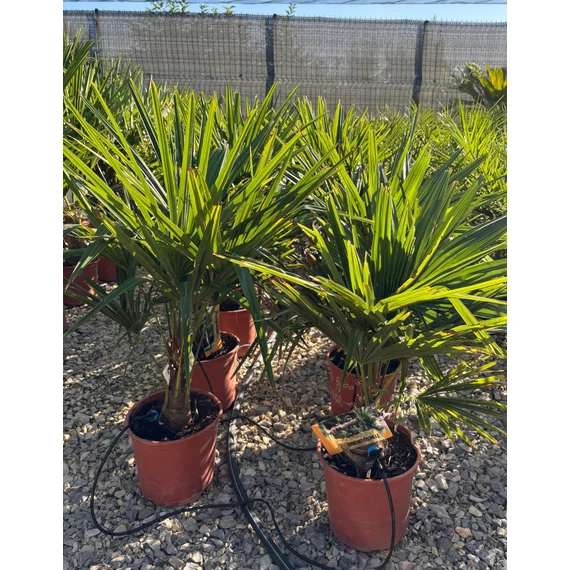 Trachycarpus Fortunei - Kínai kenderpálma (60-80 cm növénymagasság)