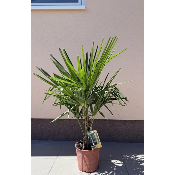 Trachycarpus Fortunei - Kínai kenderpálma