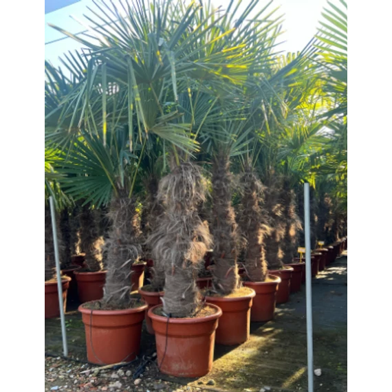 Trachycarpus Fortunei - Kínai kenderpálma