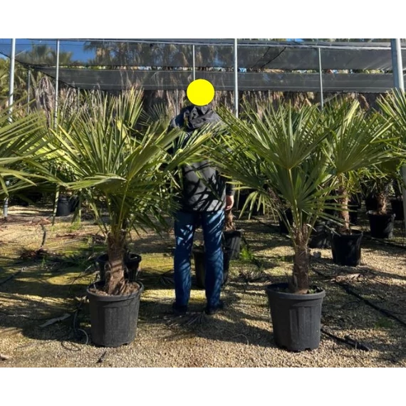 Trachycarpus Fortunei - Kínai kenderpálma (20-30 cm törzsmagasság)