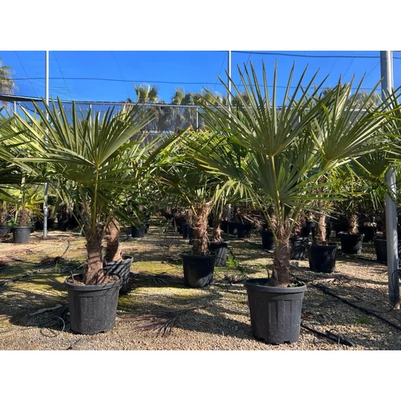Trachycarpus Fortunei - Kínai kenderpálma