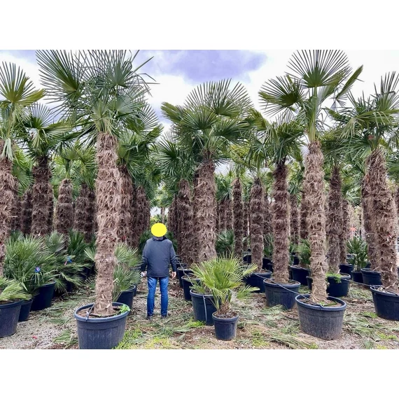 Trachycarpus Fortunei - Kínai kenderpálma
