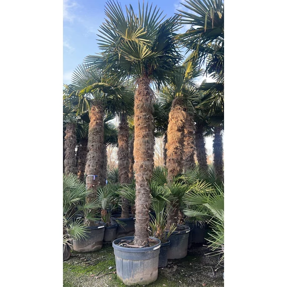 Trachycarpus Fortunei - Kínai kenderpálma (260-300 cm törzsmagasság)