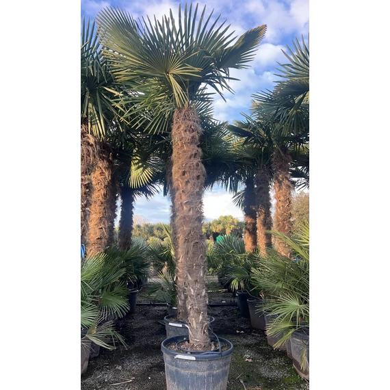 Trachycarpus Fortunei - Kínai kenderpálma (260-300 cm törzsmagasság)