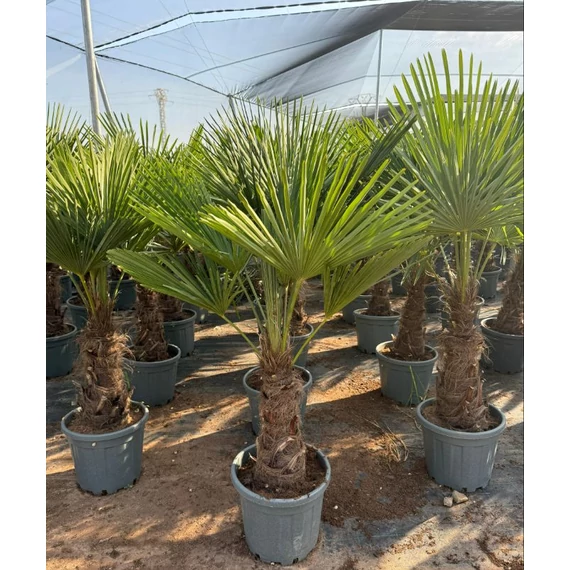 Trachycarpus Fortunei - Kínai kenderpálma