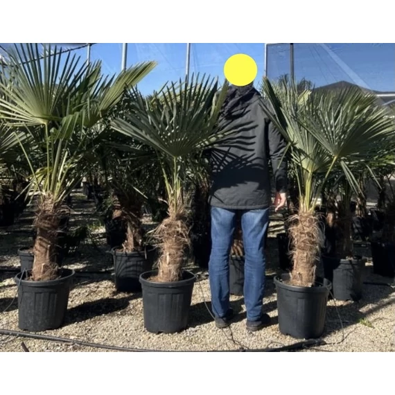 Trachycarpus Fortunei - Kínai kenderpálma (40-50 cm törzsmagasság)