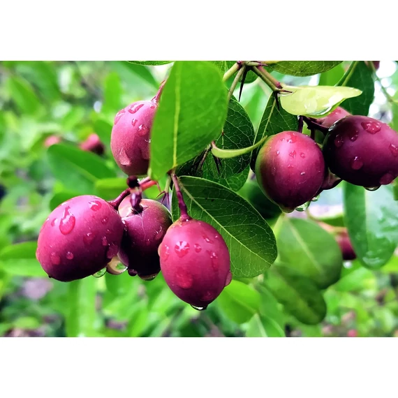 Natalszilva - Carissa macrocarpa