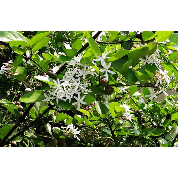 Natalszilva - Carissa macrocarpa