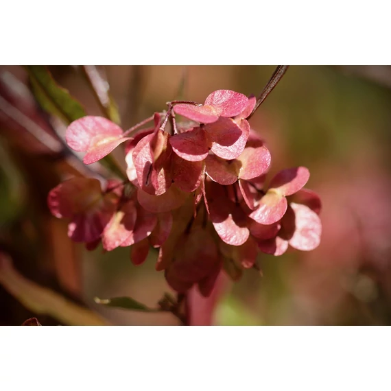 Bordó levelű hopp bokor - Dodonaea viscosa purpurea